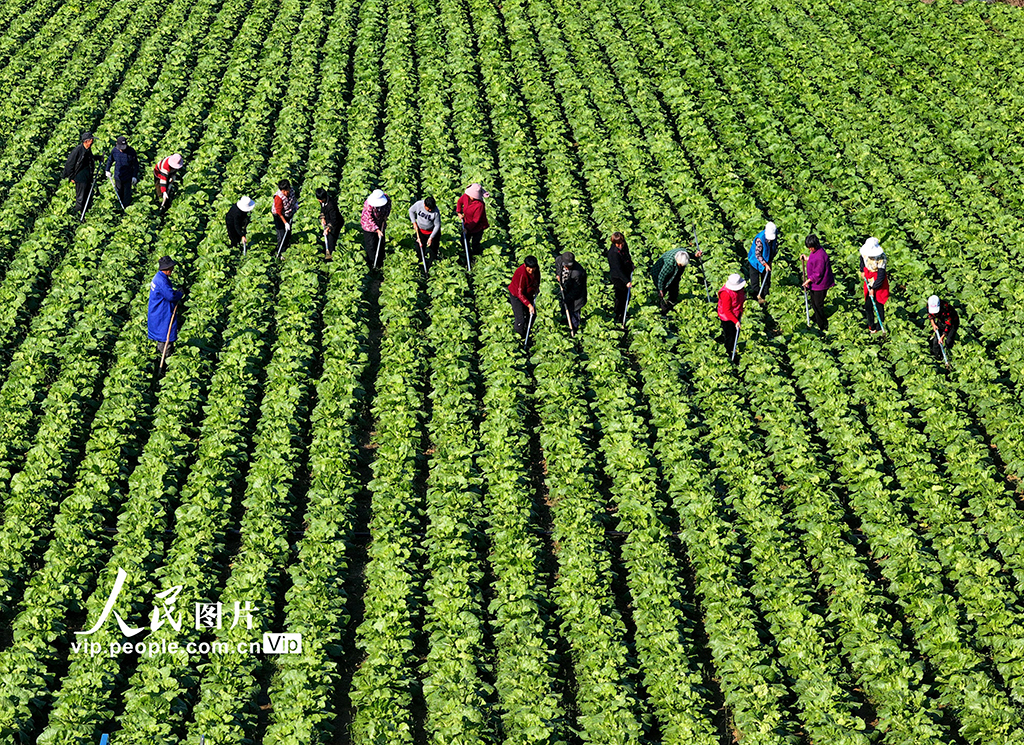 安徽蒙城：大白菜秋管忙