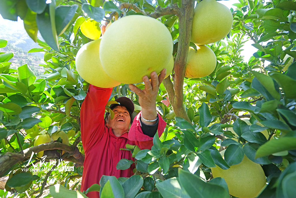浙江玉环： 文旦柚喜丰收