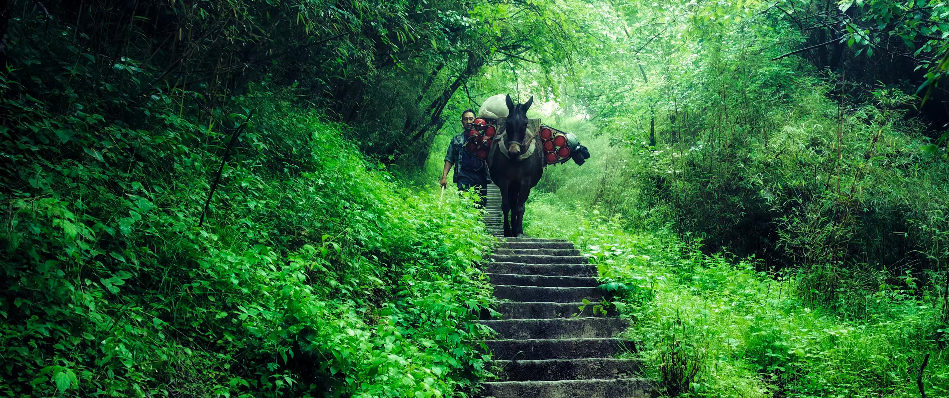 工作人员在秦岭自然保护区骡马运输设备
