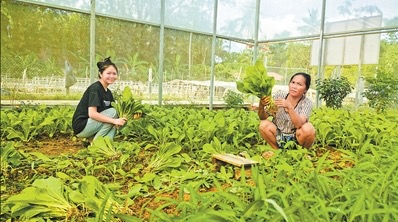“特色蔬菜產業鋪就一條致富路”