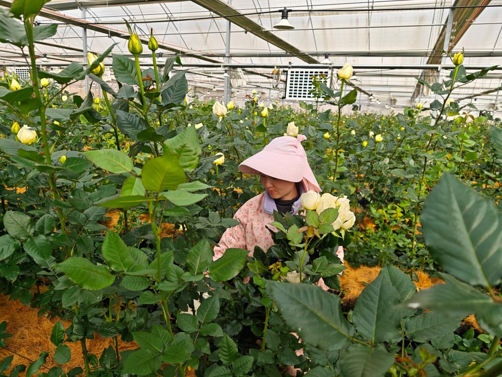 雲南省曲靖市馬龍區藝海生態種養殖農場的花農正在採收當天的玫瑰花。（受訪者供圖）