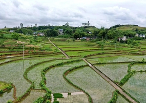 农业农村部：从田间建议到国家行动写就“三农”答卷　　 “粮食安全”“端牢饭碗”仍是高频词，体现出代表委员对促进农业发展、提升粮食综合生产能力的高度关注。2021-03-09 23:07