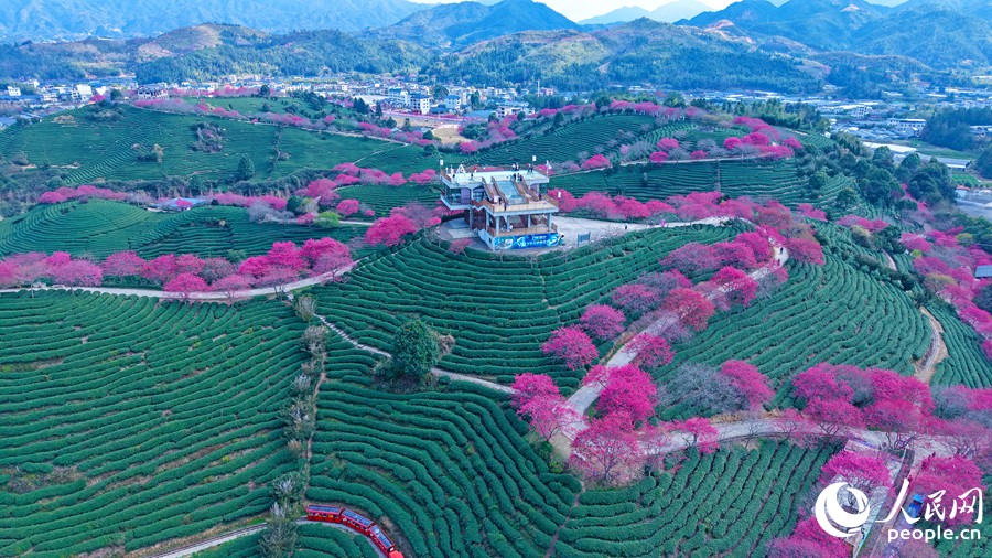 “日子过得像樱花一样红红火火”