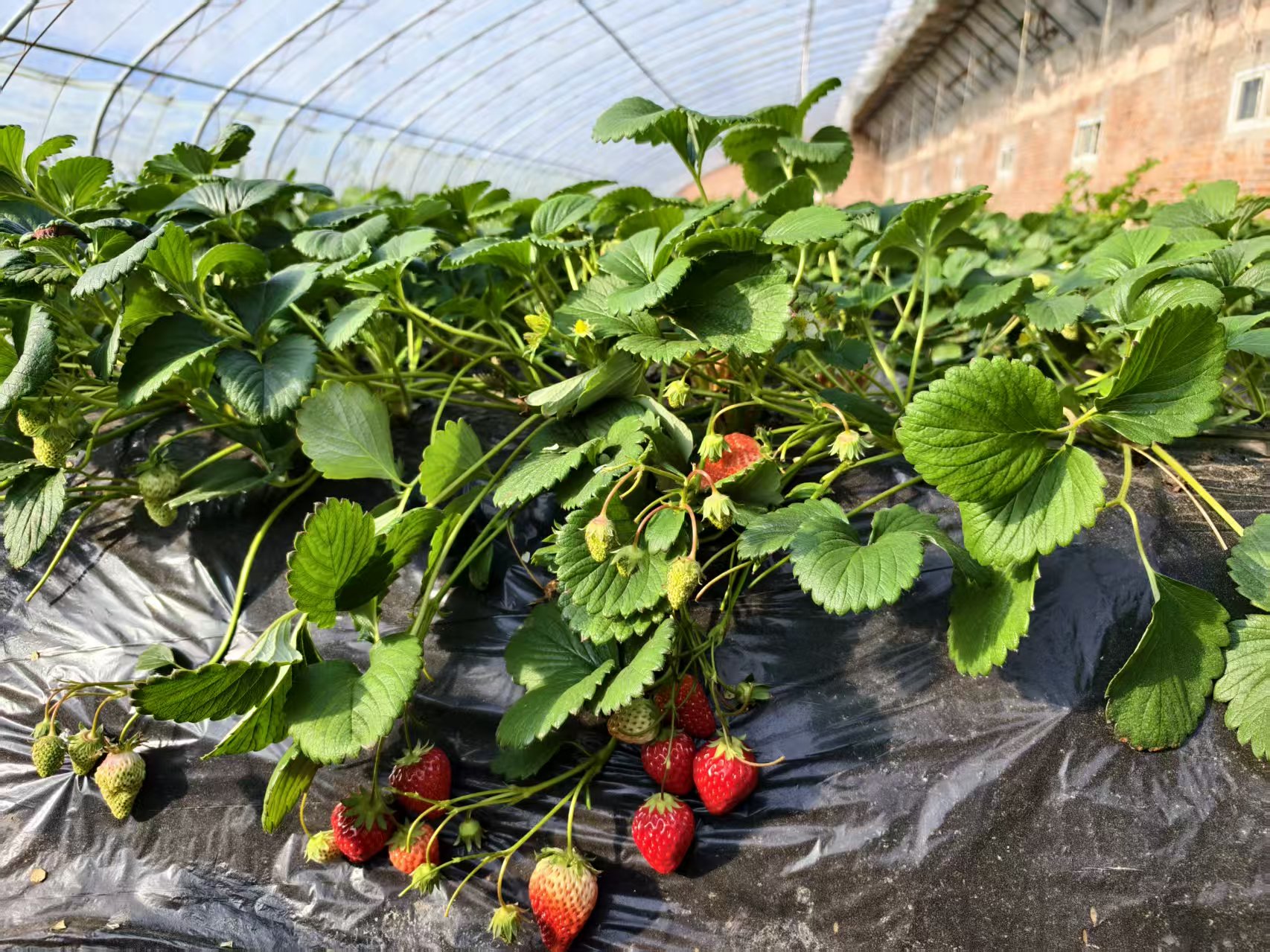 苗元華種植的草莓即將迎來春節銷售旺季。人民網記者 李棟攝