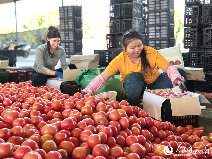您家年夜饭的时蔬 或许就来自云南这座小城