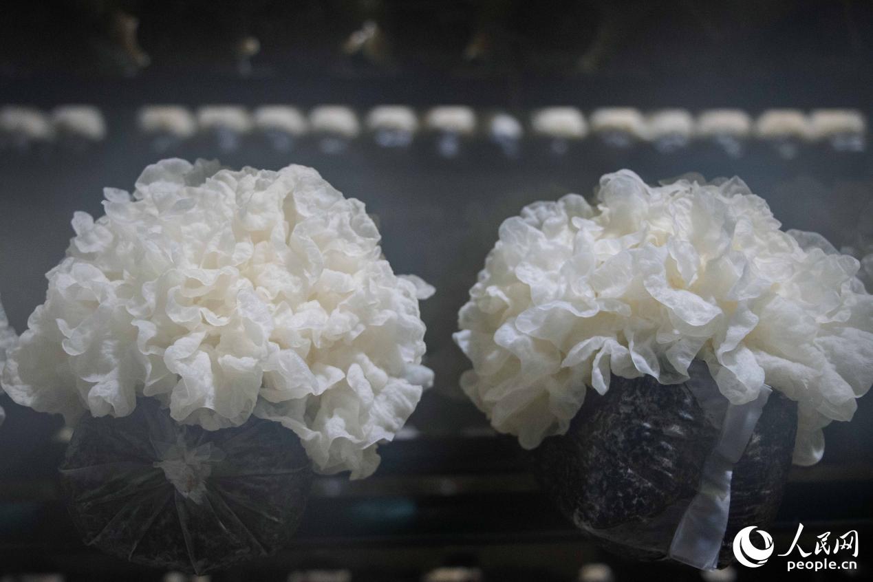 移民村的三代菇香