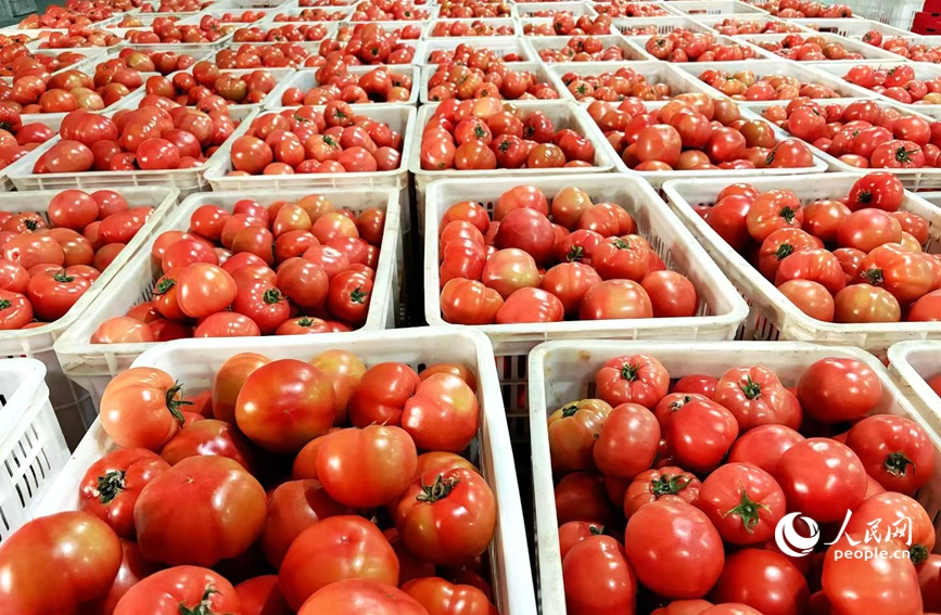 西红柿小镇保供忙 