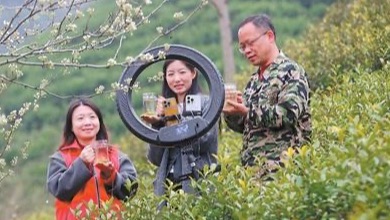 老茶园吐“新”芽“通过‘茶文化+生态游+乡村美’的融合发展，茶园变景区、茶季成旺季。”阜溪街道党工委书记郑滔表示，茶农们不再只盯着种茶卖茶，而是办民宿、开村咖，许多村民都吃上了“旅游饭”。年轻人回来了，新业态多起来了，曾经以茶为业的村庄，如今正因茶而“红”。