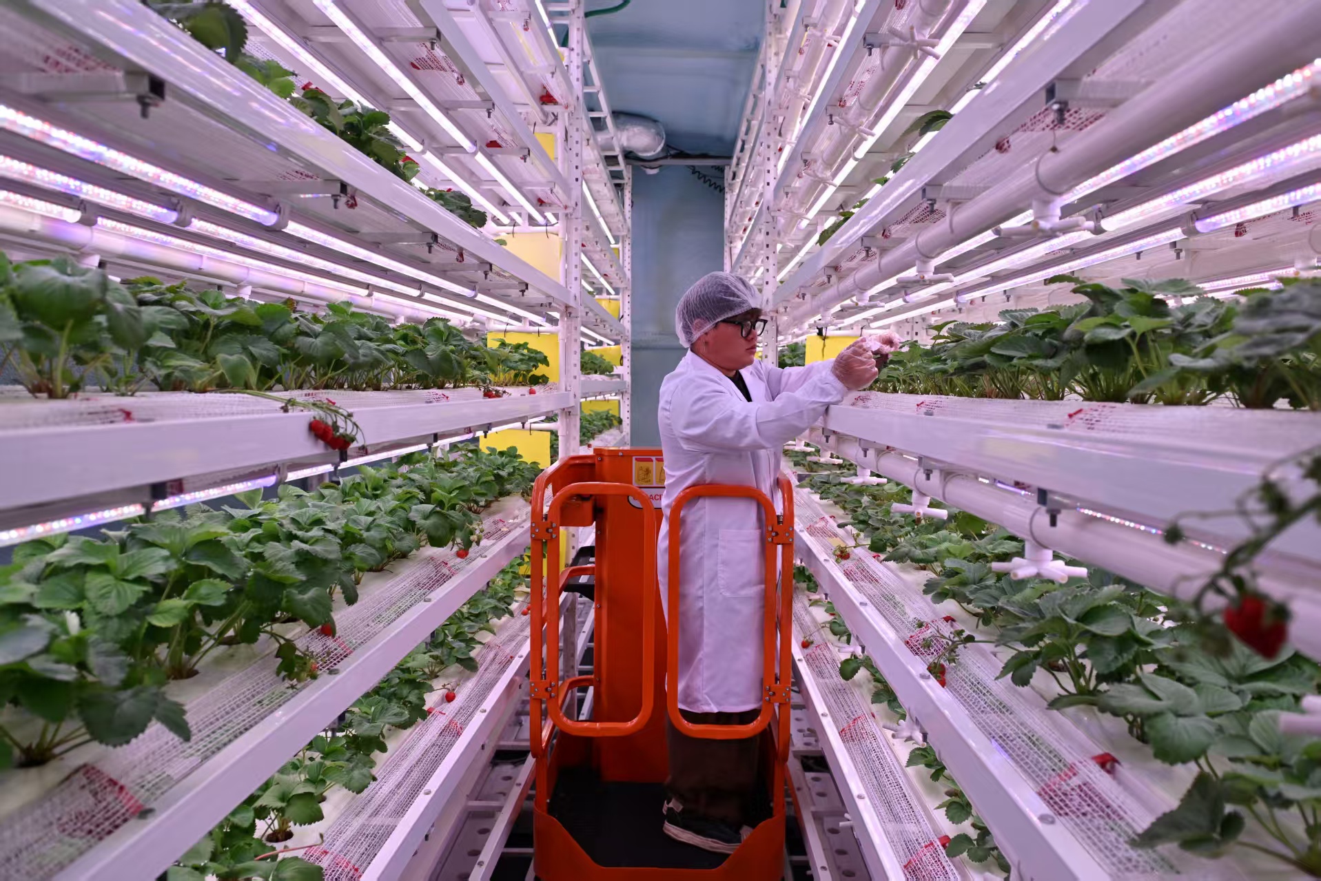 工作人員在草莓植物工廠檢查培育情況。人民網記者 翁奇羽攝