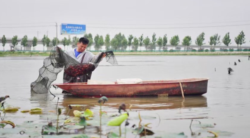 江西永修：小龍蝦“游”向大市場