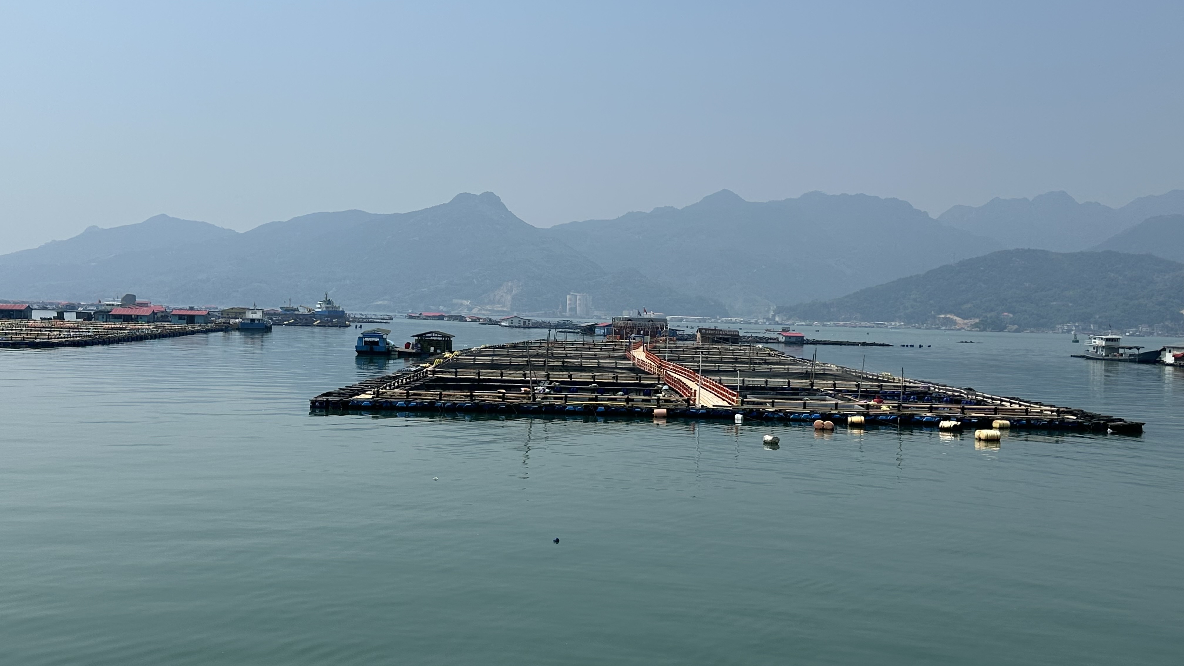 寧德大黃魚養殖基地。人民網記者 王紹紹攝