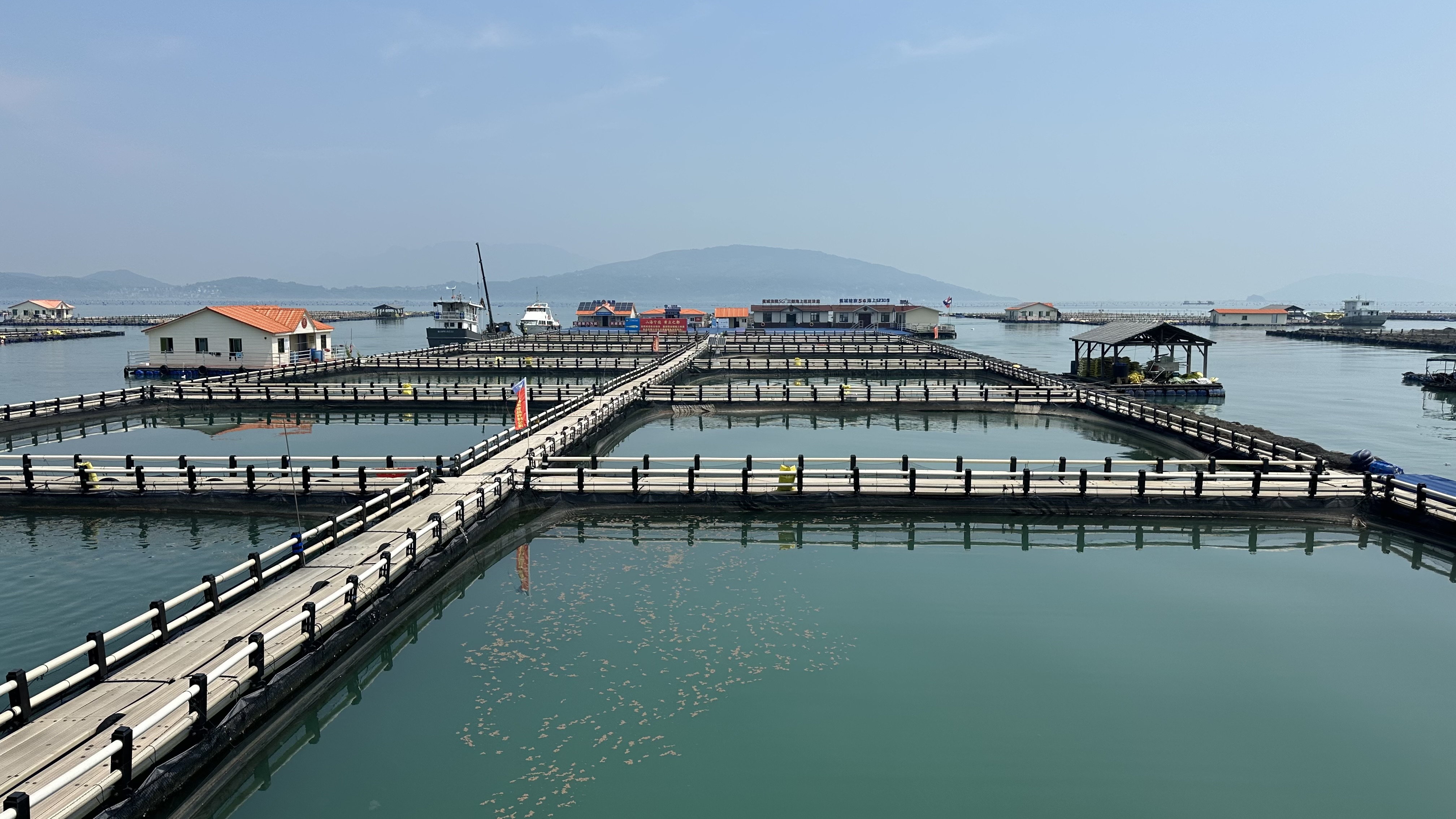 寧德大黃魚養殖基地。人民網記者 王紹紹攝