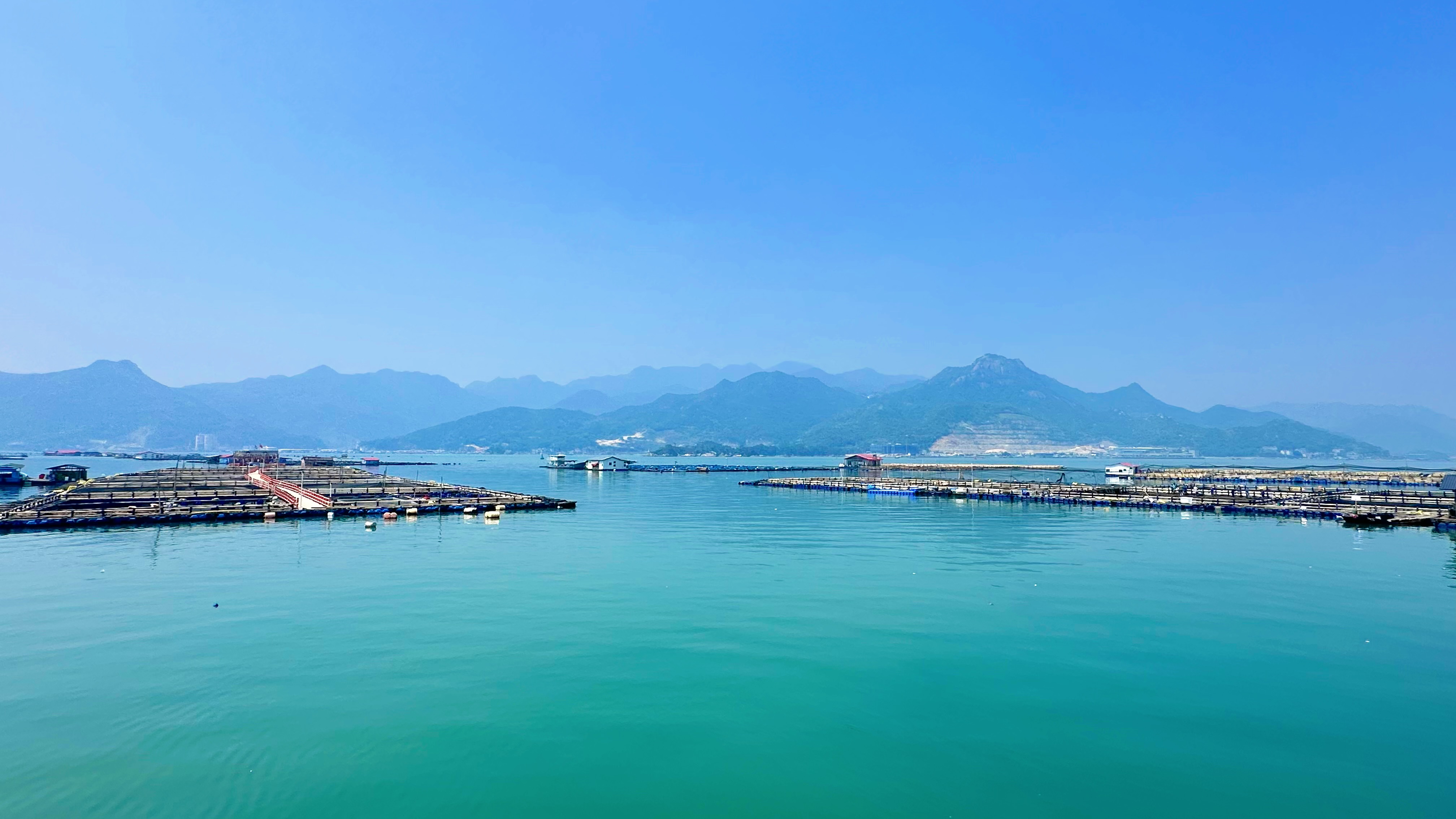 福建寧德大黃魚養殖基地。人民網記者 王紹紹攝