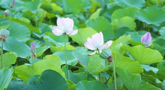 陝西丨荷花綻放 美在當“夏”