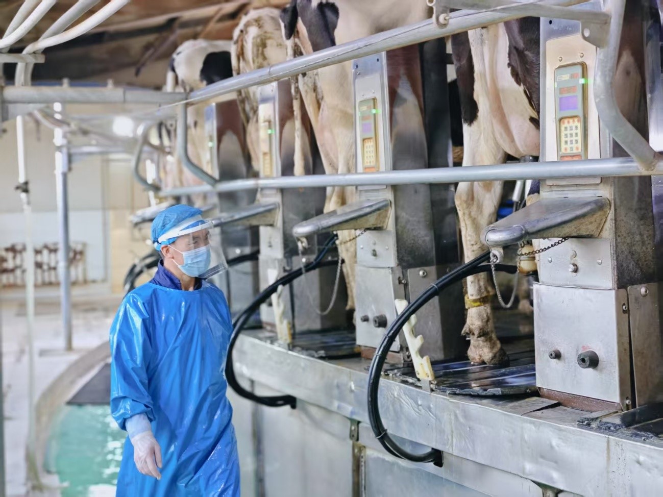 國開行寧夏分行探索形成“助力奶業紓困復合融資模式”，支持寧墾乳業現代化奶牛養殖基地建設。（受訪者供圖）