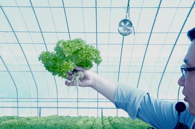 柯行林介绍水培生菜周年生产关键技术