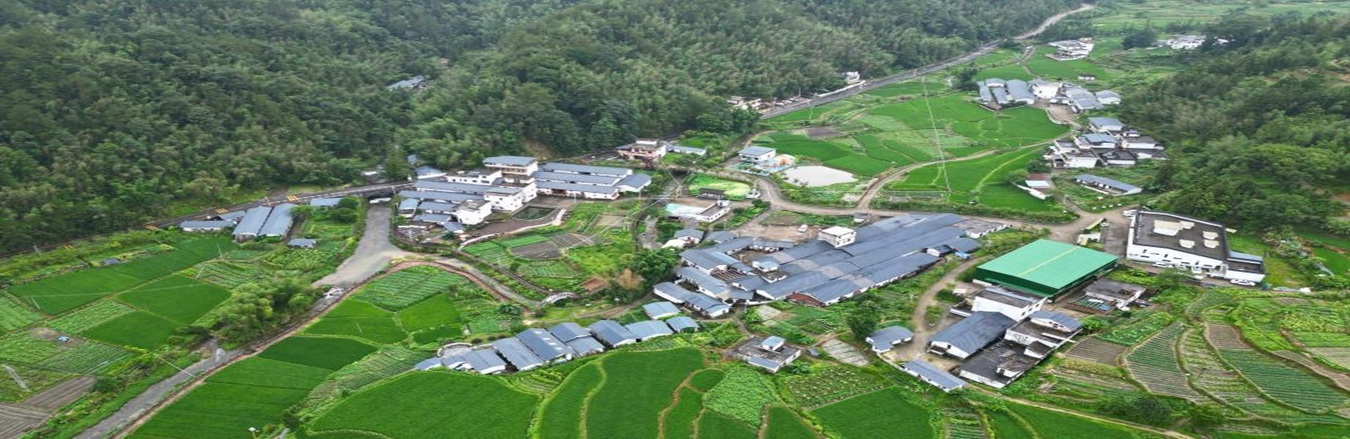 新白村裡“金砂紅”