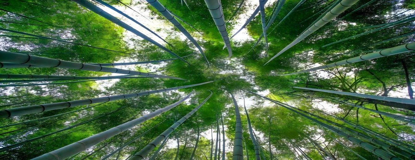 翠竹闖出新天地