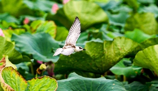 華燈初上，滄州大運河畔的“滄海奇俠鎮”，從北京自駕來旅游的王志華把“江湖身份卡”別在胸口，准備先去狀元茶鋪喝茶，再到精武會館學兩招。把這一晚的花絮放進2026年上半年的統計表裡：河北全省接待游客人次、旅游總花費同比分別增長10.4%、10.1%。這條上揚的曲線，並不是憑空冒出來的。它的根，扎在山裡、水邊、林下、牆頭，也扎在京津冀協同發展的時代坐標裡。