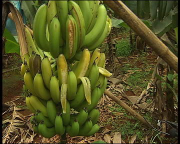 海南香蕉大量滞销调查:价格暴跌祸起谣言短信