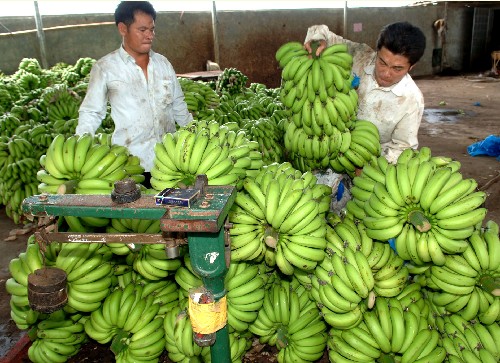 [组图]海南采取措施保障香蕉外销