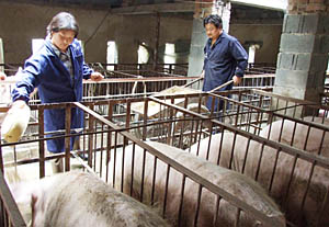 肉价飙升并未调动养殖热情 养猪业亟待打破怪
