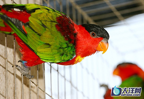 [组图]广州成功繁殖12种濒危鹦鹉 (7)