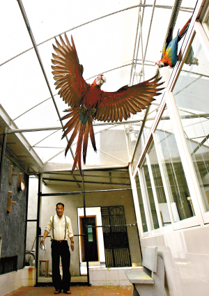 [组图]广州成功繁殖12种濒危鹦鹉 (5)