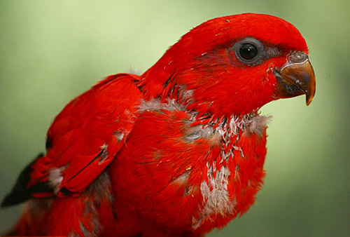 [组图]广州成功繁殖12种濒危鹦鹉 (3)