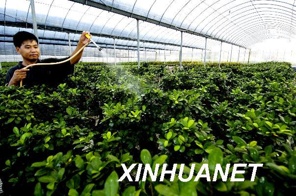7月18日, 一位花农在漳浦台湾农民创业园花卉大棚内管理苗木。福建漳浦台湾农民创业园从2005年12月创建以来,不断“筑巢引凤”,吸引越来越多的台湾农民到漳浦创业。目前创业园内已形成花卉、果蔬、茶叶、渔业、农畜产品加工等6个产业区,60家台湾企业入园,总投资达8600万美元。新华社记者张国俊摄