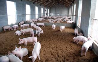 引进韩日先进养猪模式 山东生猪养殖向国际看