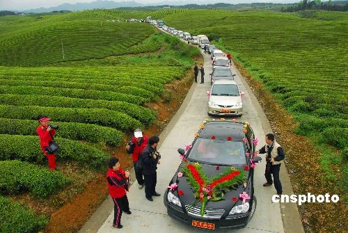 图:贵州新人万亩茶园办婚礼