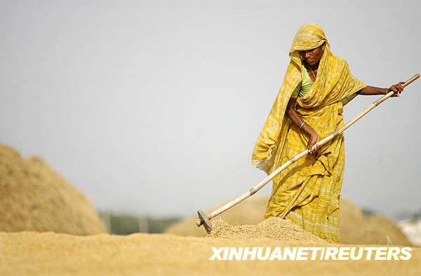 孟加拉国进入水稻收割季节[组图]