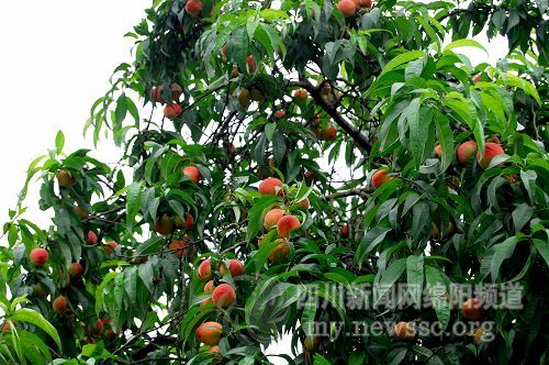 绵阳农民用蜜桃喂猪 交通不便造成滞销(图) (2)