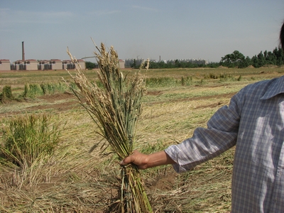 村支部为开发土地铲平14亩成熟麦子(图)