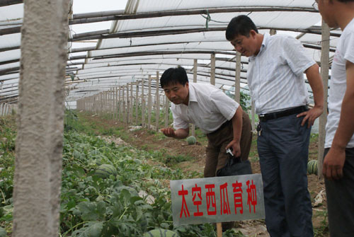 山东平度太空西瓜及番茄成熟待采