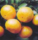 黄岩蜜橘	  　