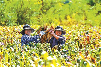 发展特色产业 村庄增绿农民增收