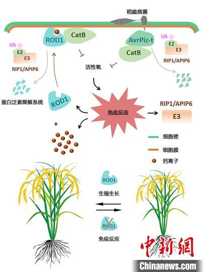 助力“绿色育种”科研人员揭示植物“聪明的防卫艺术”