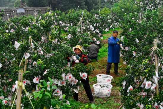 拼多多助力橙都丹棱“產業強起來、果農腰包鼓起來”_fororder_圖片32