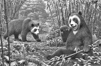 600萬年前大熊貓就開始吃竹子了
