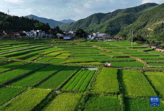 大地“调色盘”稻田夏收忙