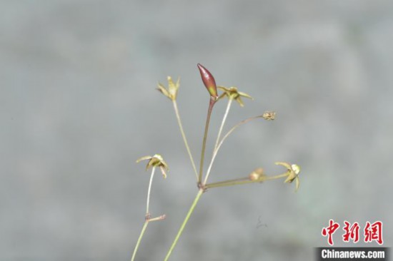 图为三峡地区发现的植物新物种――三峡白前。　受访者供图