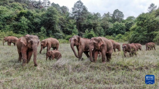 万物并育和合生——中国积极推动全球生物多样性治理进程