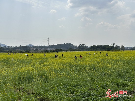 【高質量發展看中國】5G智慧農業 種出高質量好味“稻”