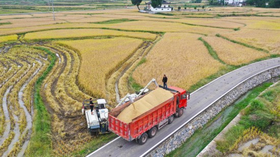 乡村行·看振兴｜重庆梁平区：统筹“人地技制”藏粮丘陵山地