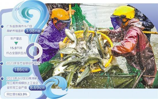 廣東省珠海市斗門區白蕉鎮的海鱸迎來大豐收。林曉森攝