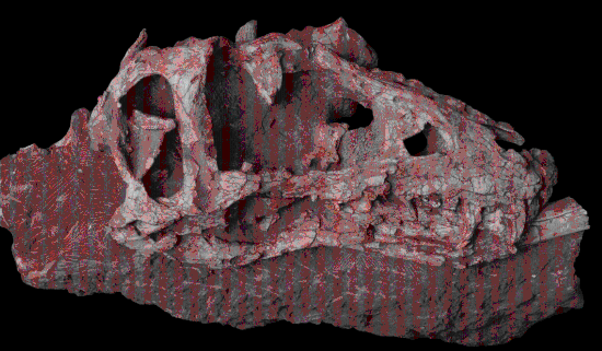 图为徐氏亚洲暴龙头骨化石照片。（受访者供图）