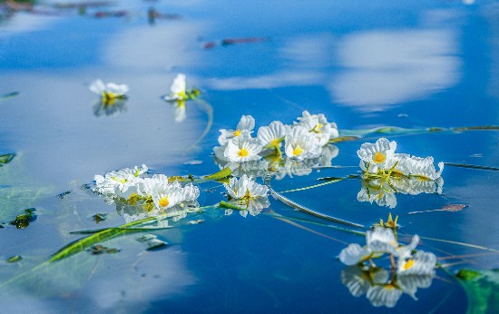 洱海中敞开的海菜花。王继成摄