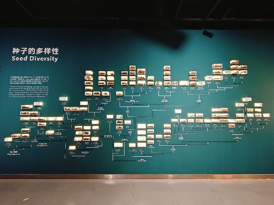 博物馆网罗种子和果实，制作被子植物“家支”。本报记者张驰摄